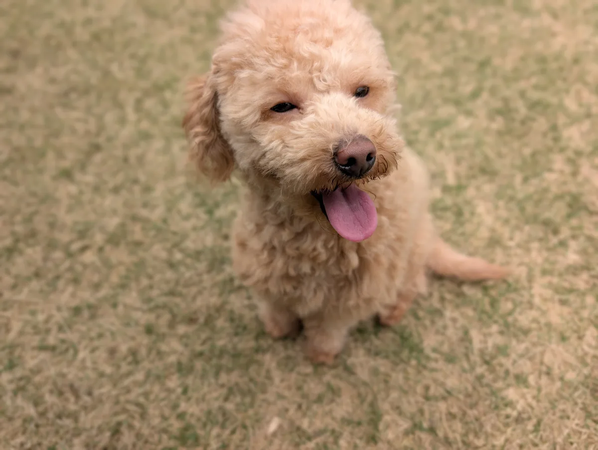 ひんやりした床でくつろぐトイプードルのレオン