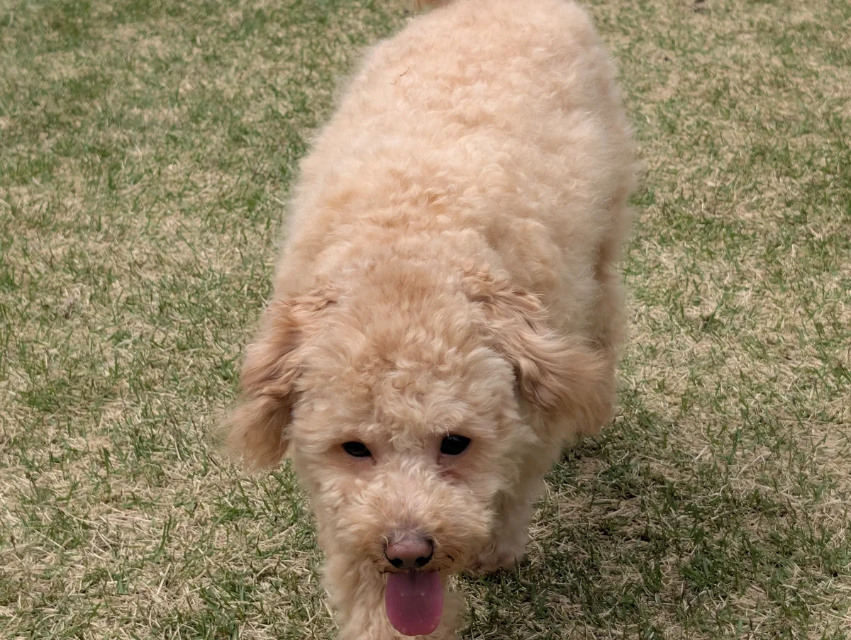 クールマットの上で涼むトイプードルのレオン