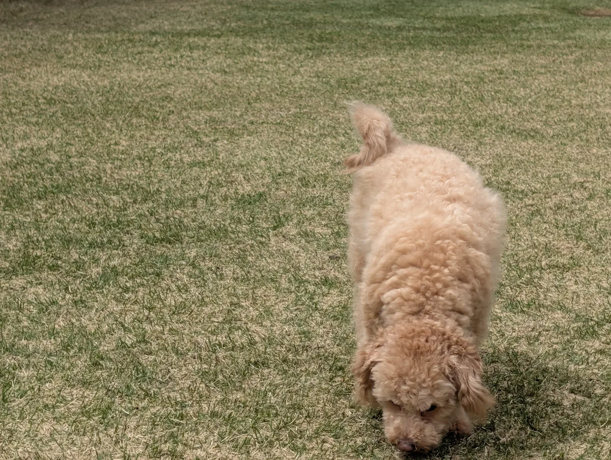 関節ケアで元気に遊ぶトイプードルのレオン
