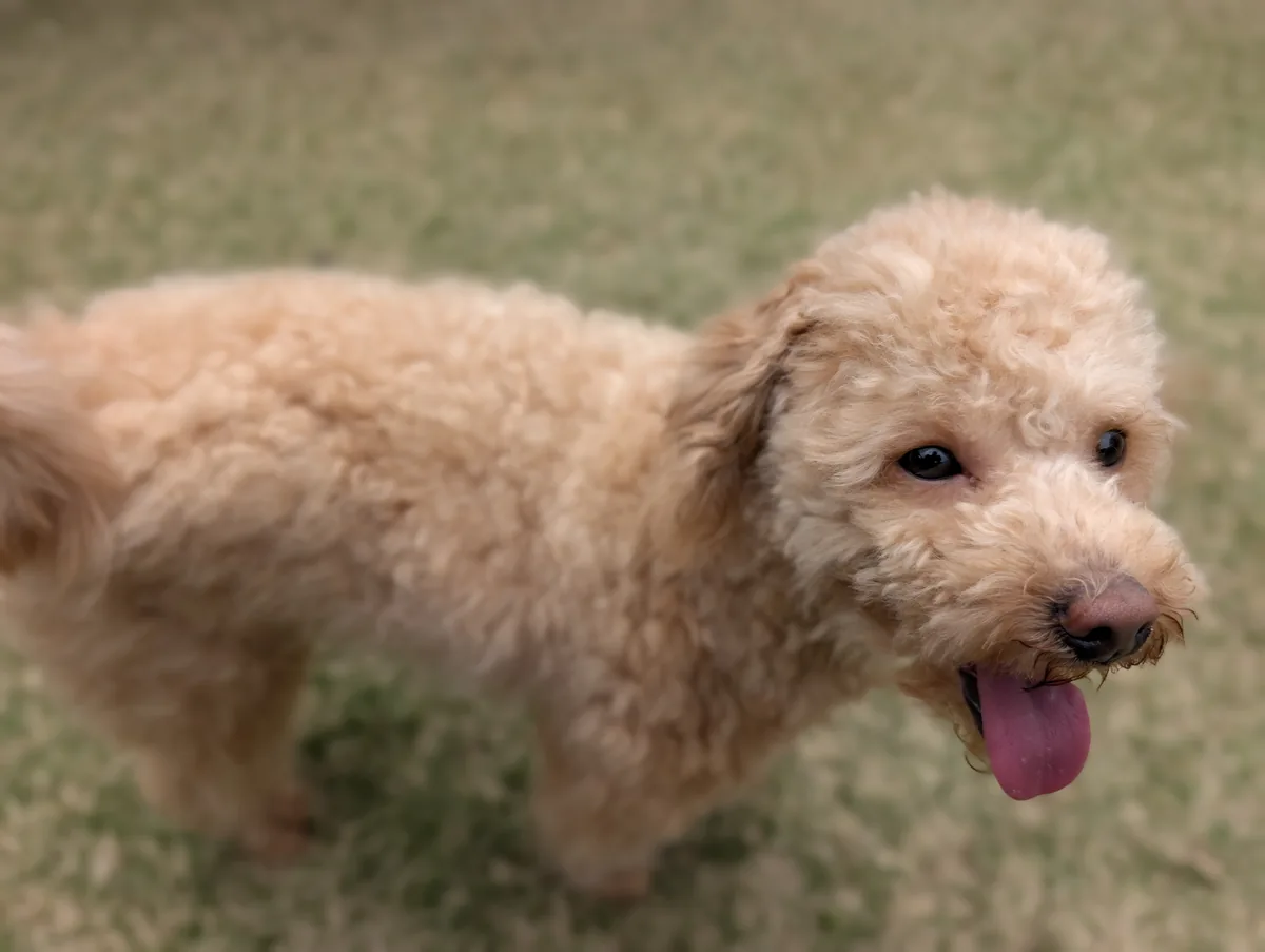 お気に入りのマットで過ごすトイプードルのレオン