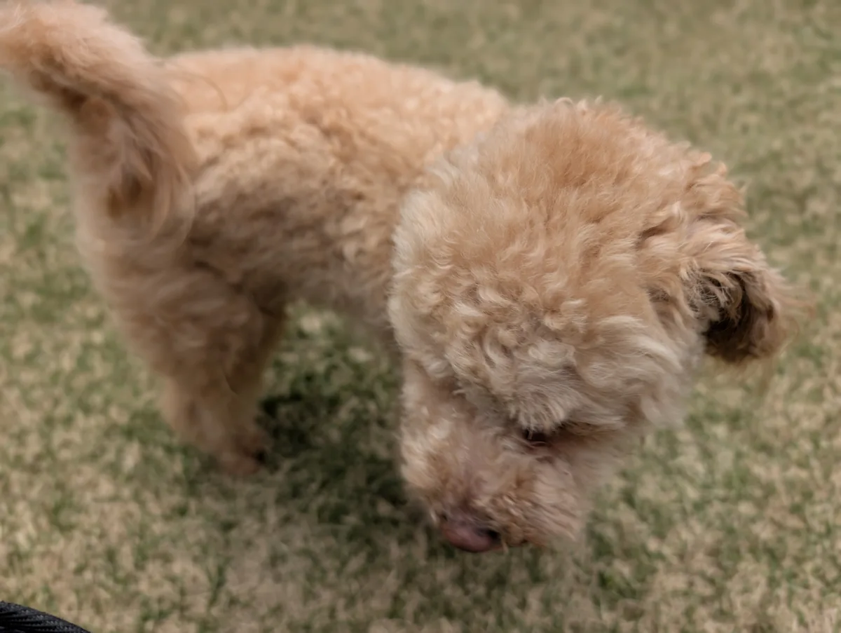 トイプードルのシニア期はフード選びで健康寿命が決まる