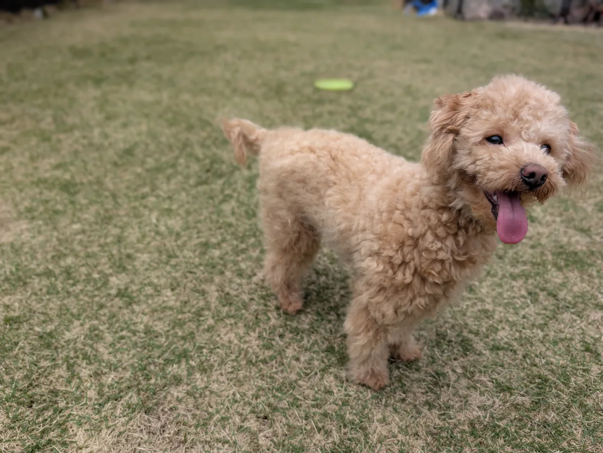 疑問顔のトイプードルのレオン