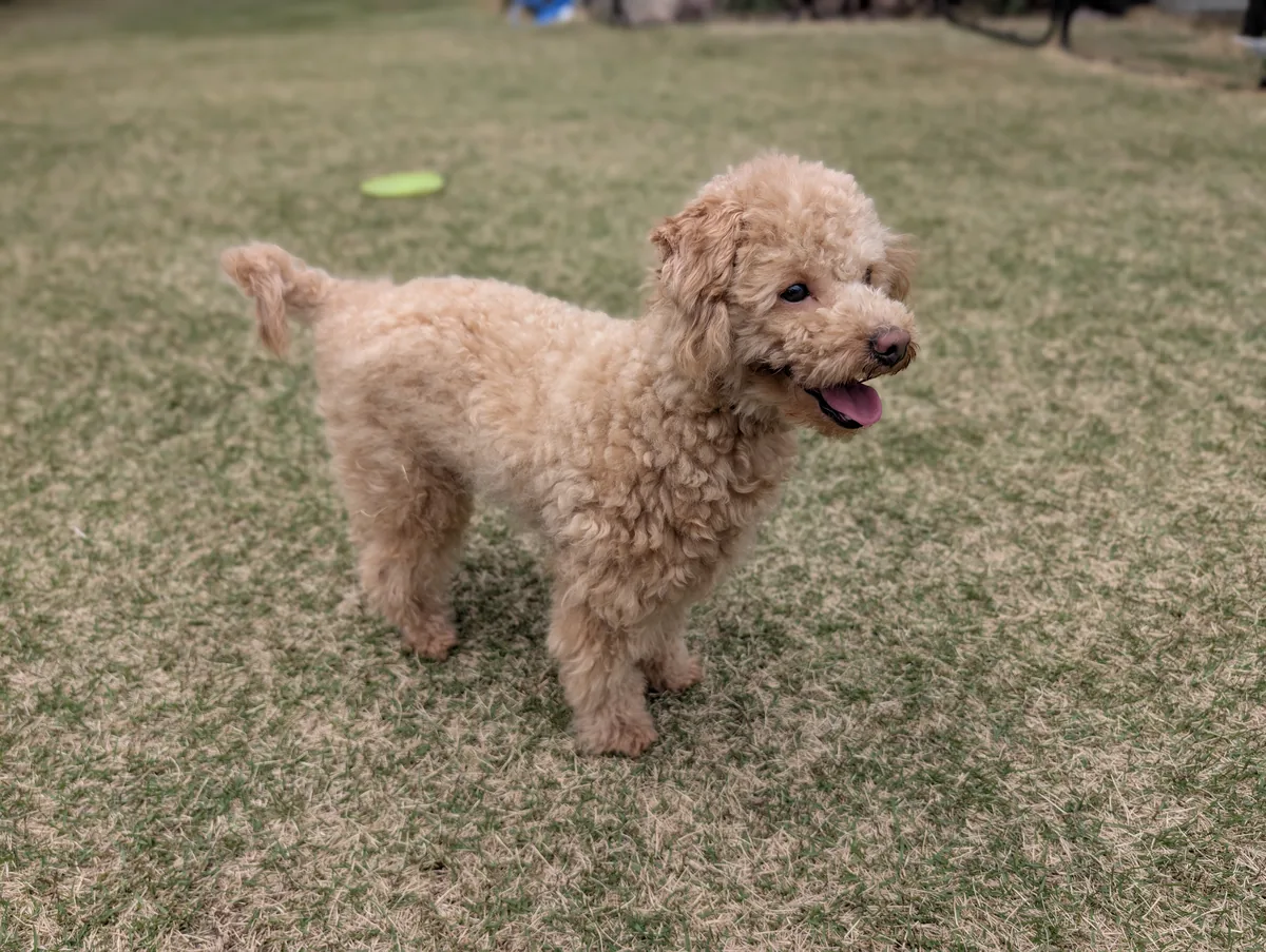 シーン別の冷感グッズを試すトイプードル