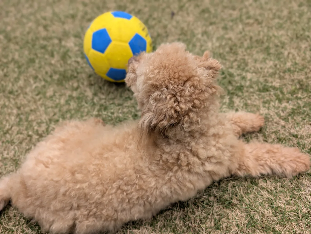 関節サプリをもらうトイプードルのレオン