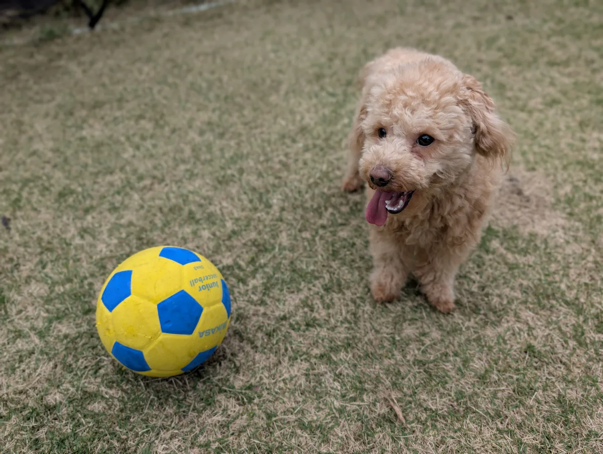 レオンが質問に答えるイメージ