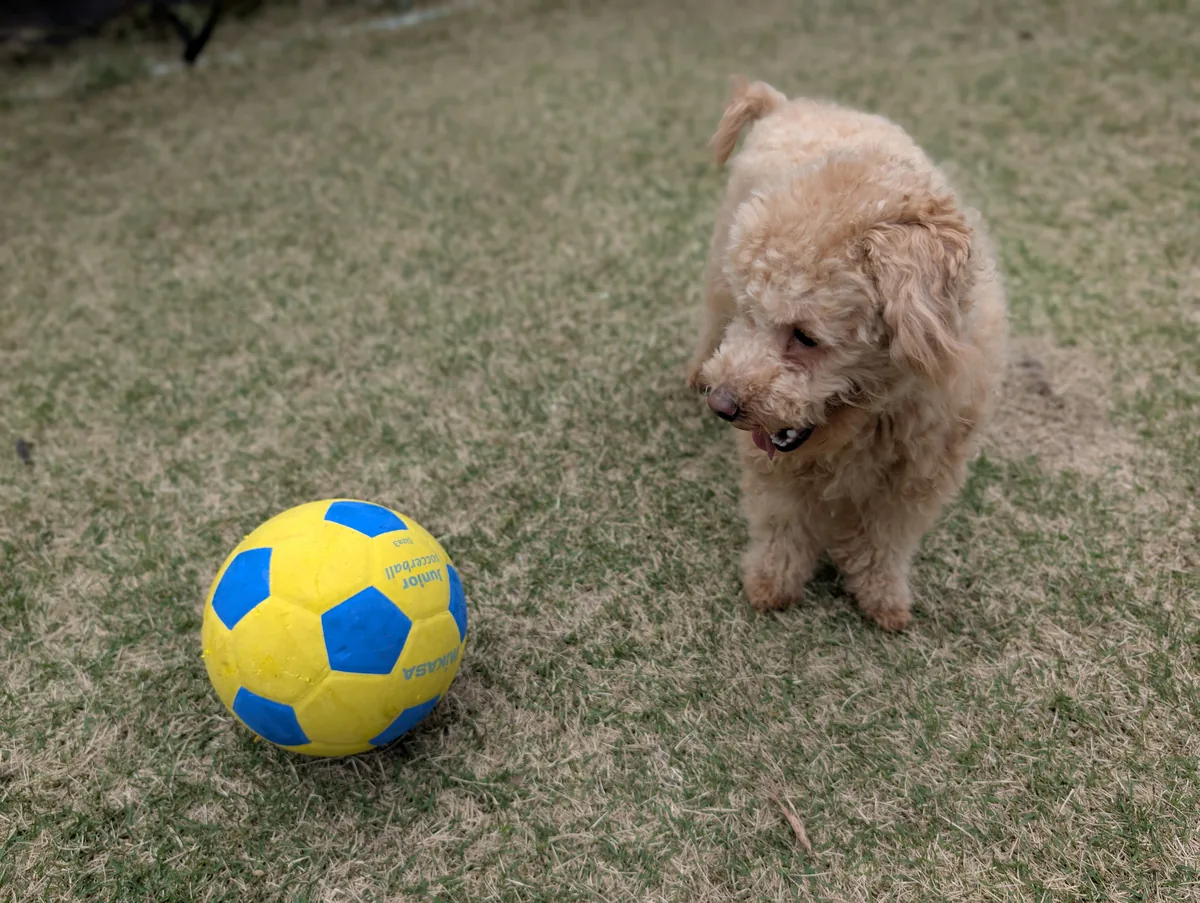涼しい場所でくつろぐトイプードルのレオン