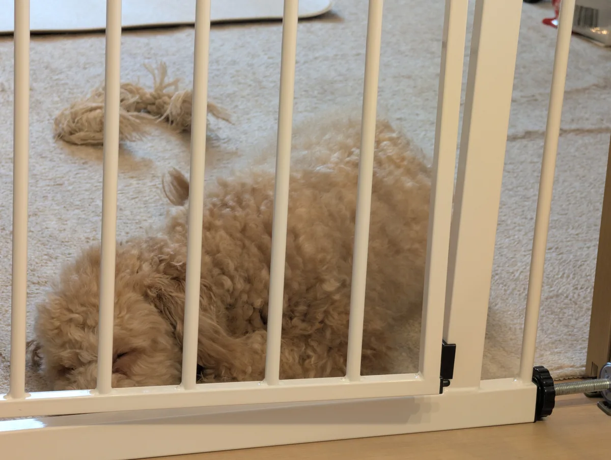 夏の早朝に涼しげに散歩するトイプードルのレオン