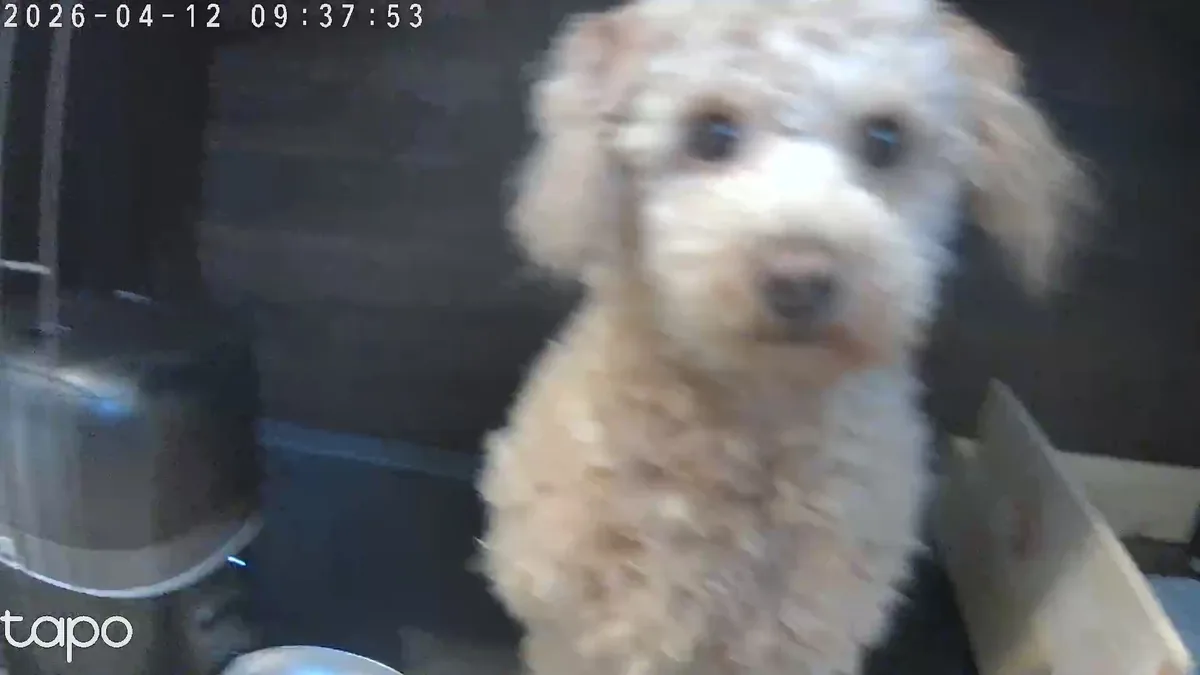 目的に合わせてトイプードルの涙やけフードを選ぼう