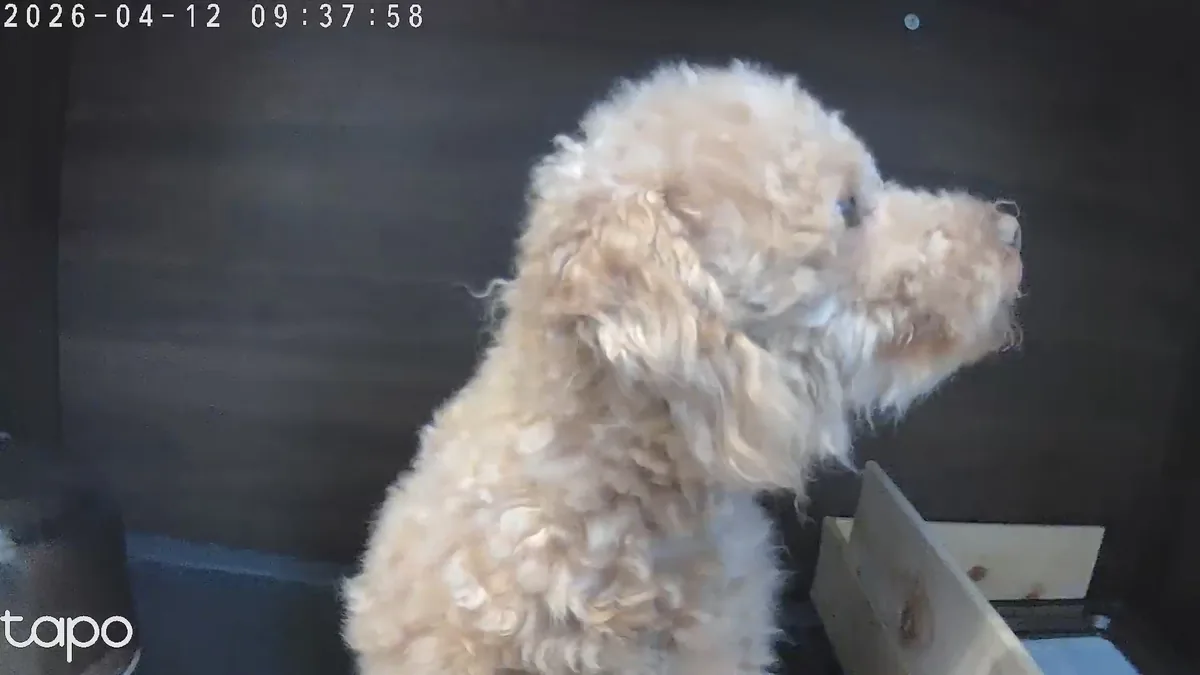 元気に歩くトイプードルのレオン