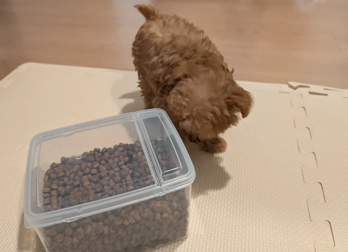 ドッグフードの容器を見つめるトイプードルのレオン
