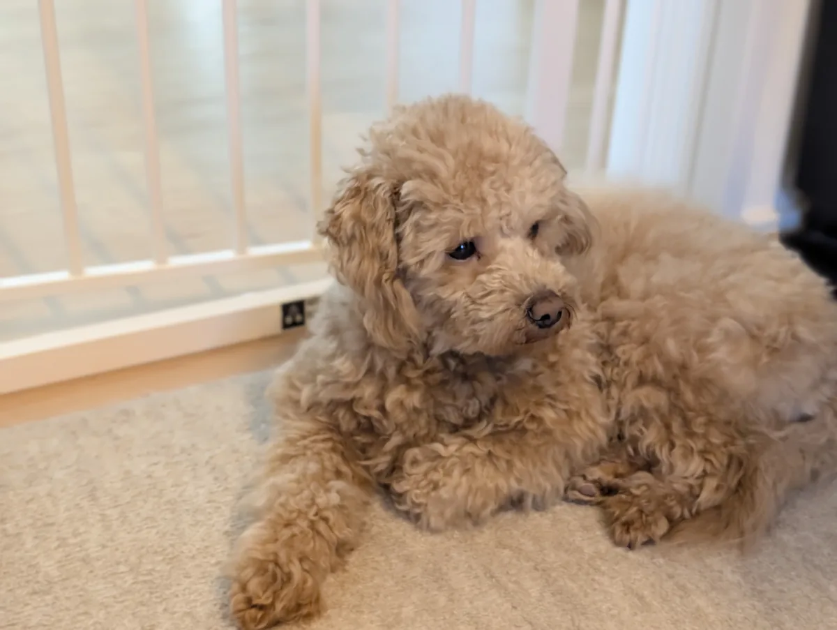 室内でくつろぐトイプードルのレオン