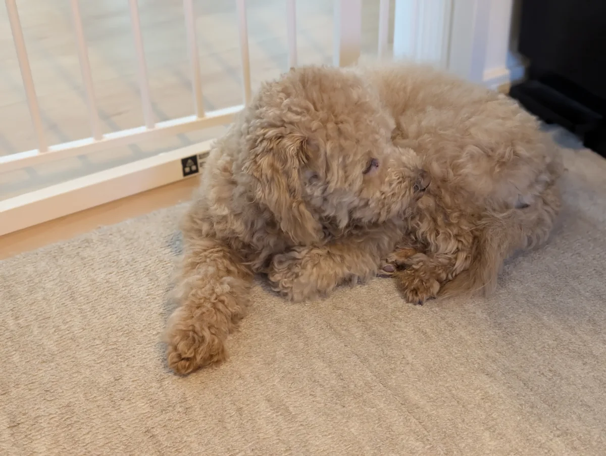 ゲート前で丸くなるトイプードルのレオン