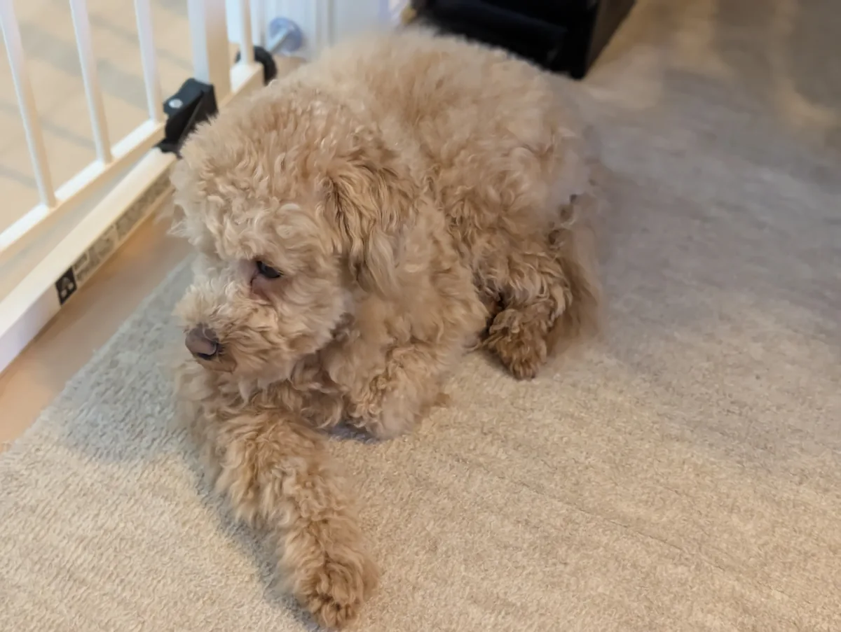 ゲート前で伏せるトイプードルのレオン