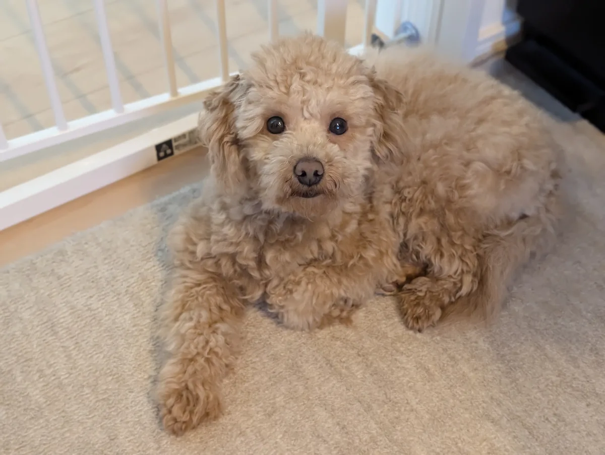 カメラを見つめるトイプードルのレオン