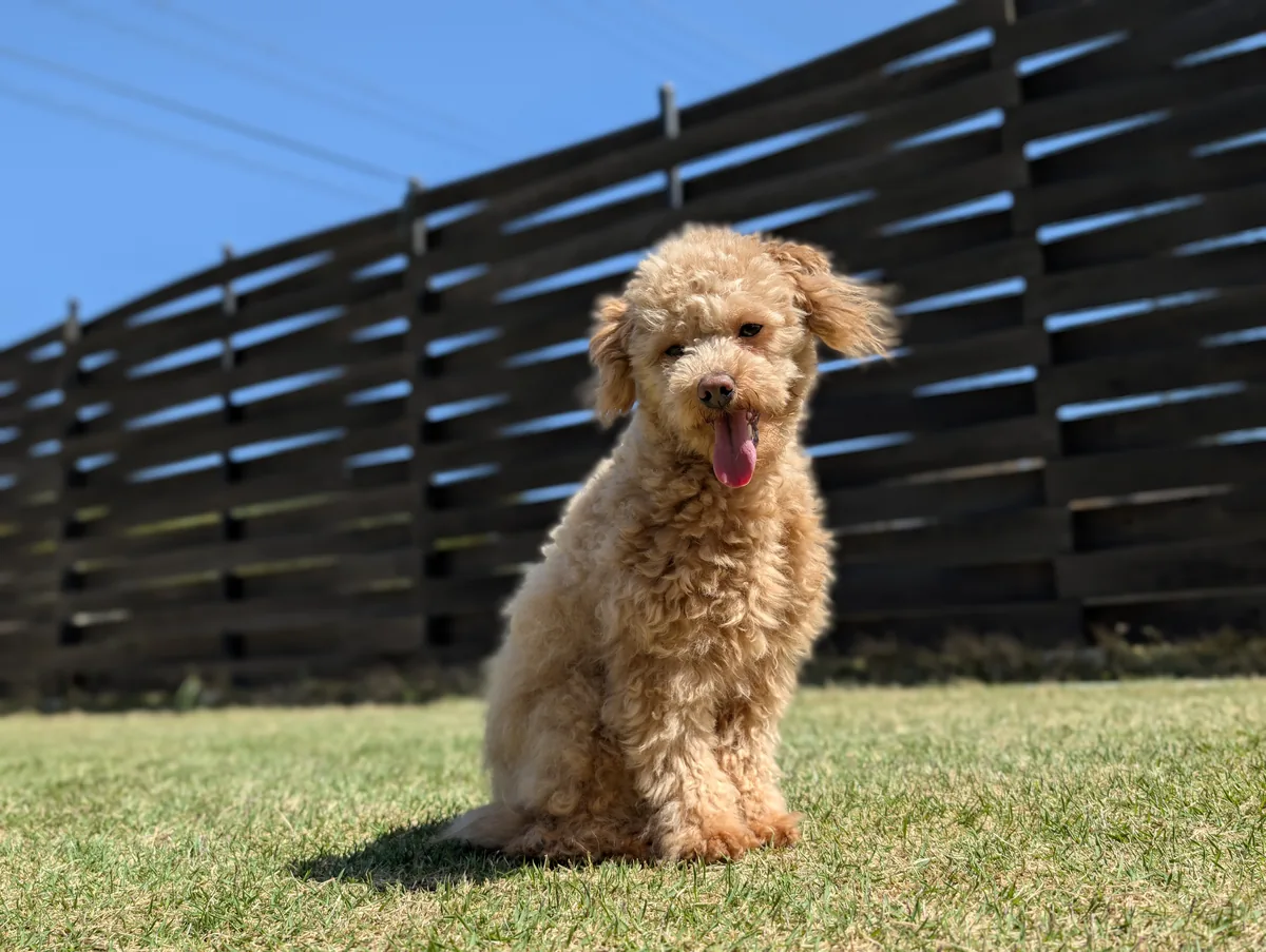 芝生でおすわりするトイプードルのレオン