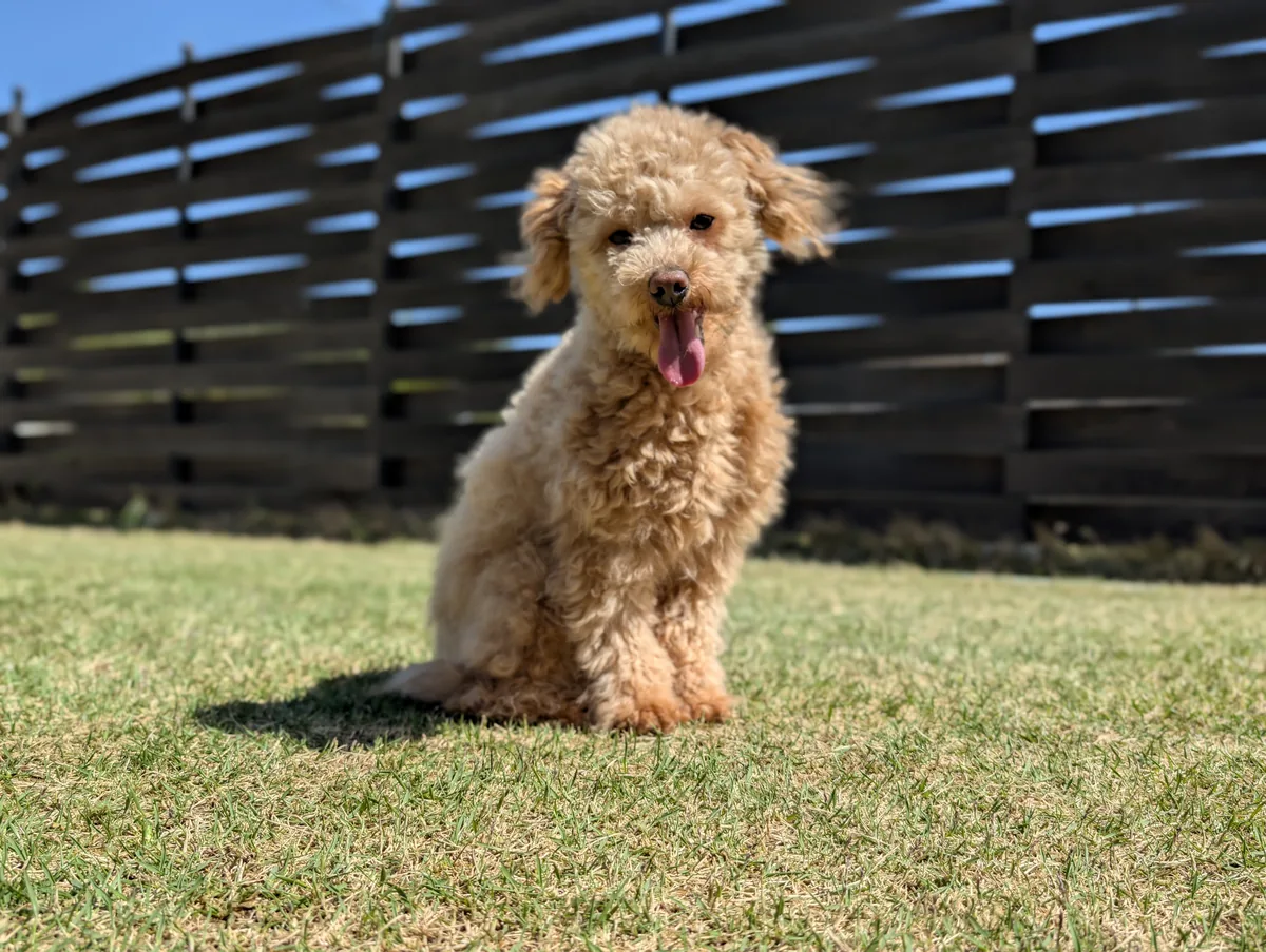 芝生でお座りする健康的なトイプードルのレオン