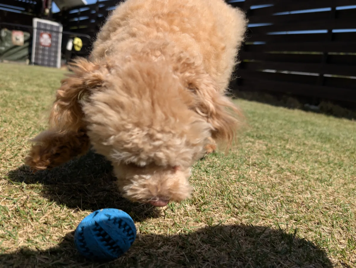 ボールに興味津々のトイプードルのレオン