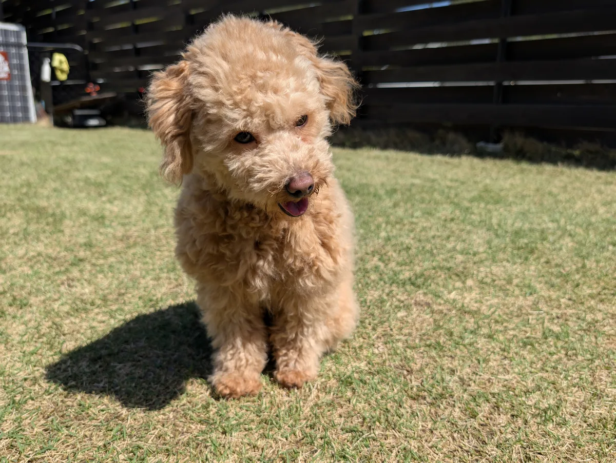 こちらに歩いてくるトイプードルのレオン