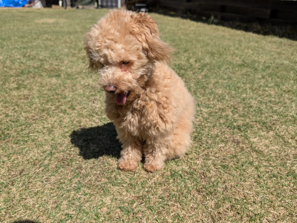 歩いてくるトイプードルのレオン