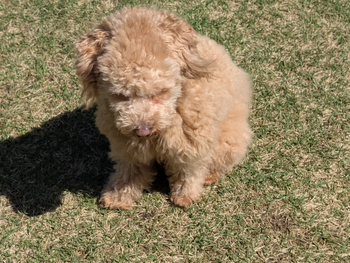 芝生で下を向くトイプードルのレオン