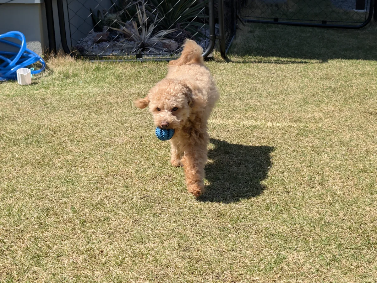 ボールをくわえて歩くトイプードルのレオン