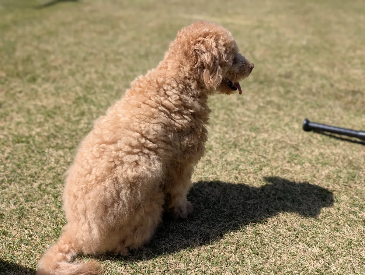 横を向いておすわりするトイプードルのレオン
