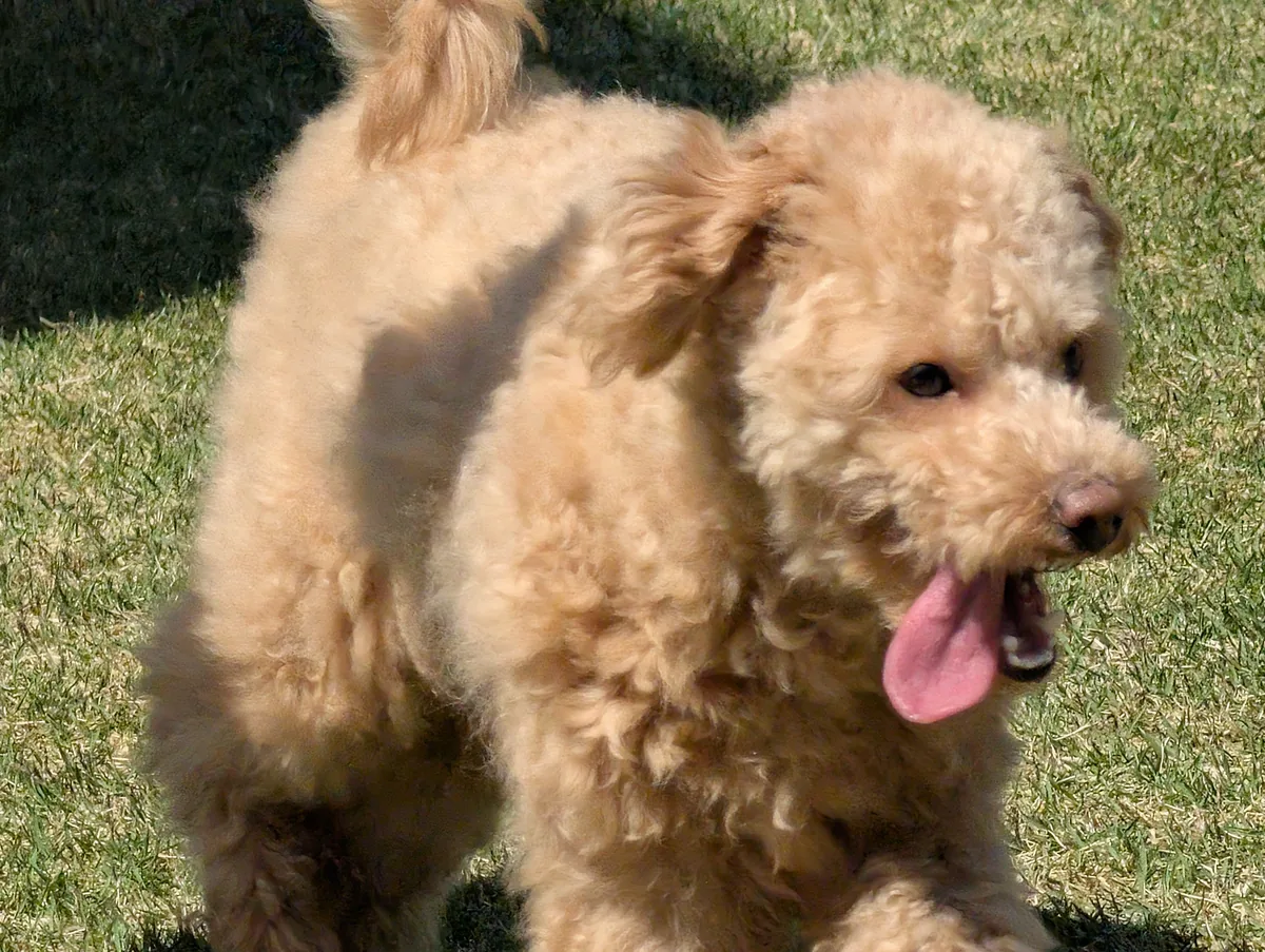 元気に走り回るトイプードルのレオン