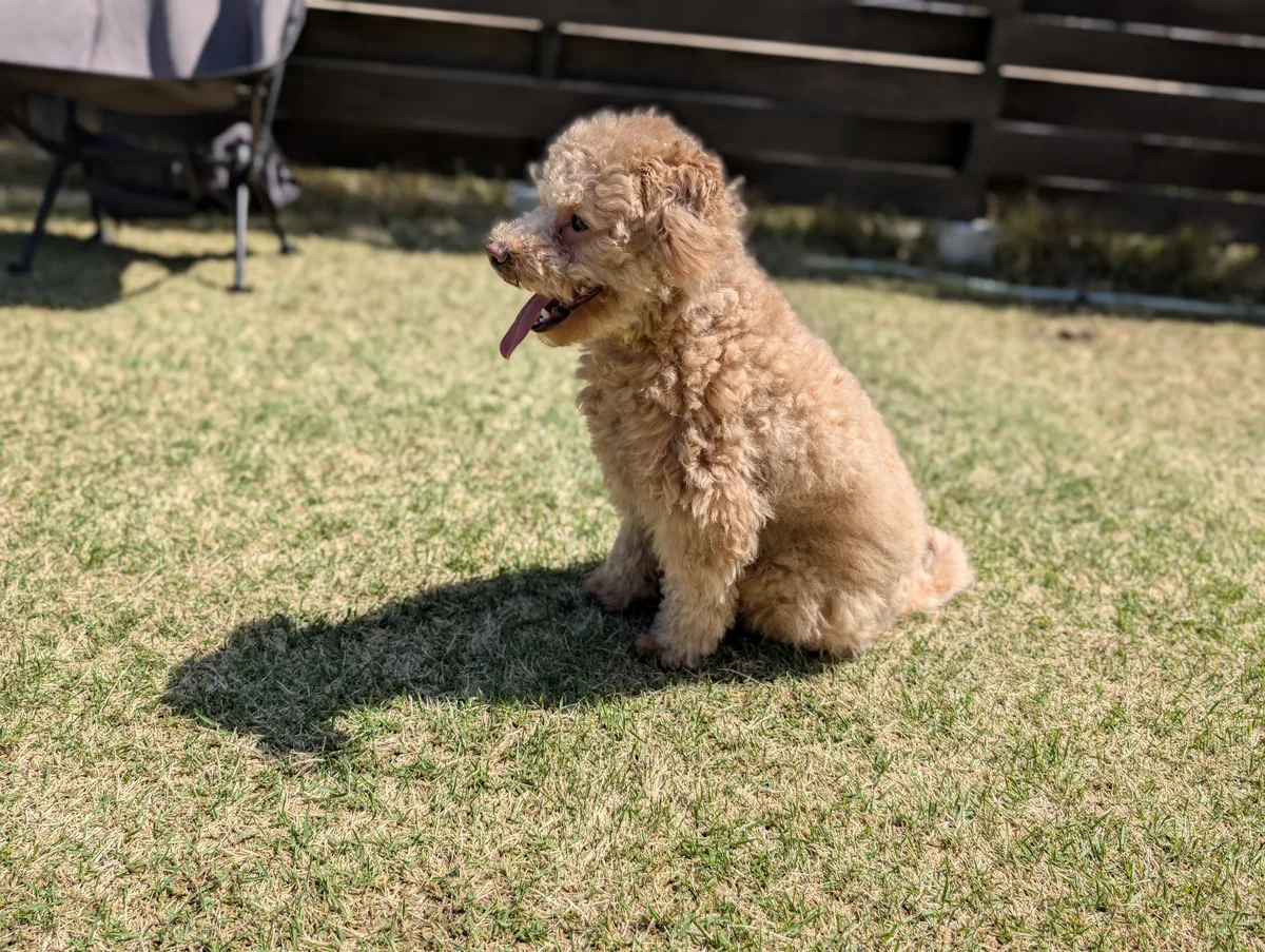 おすわりしているトイプードルのレオン