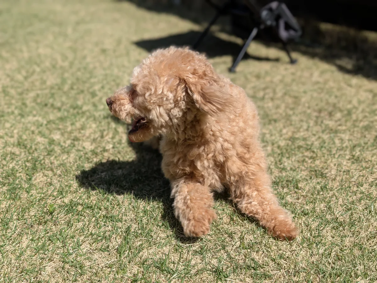芝生でくつろぐトイプードルのレオン