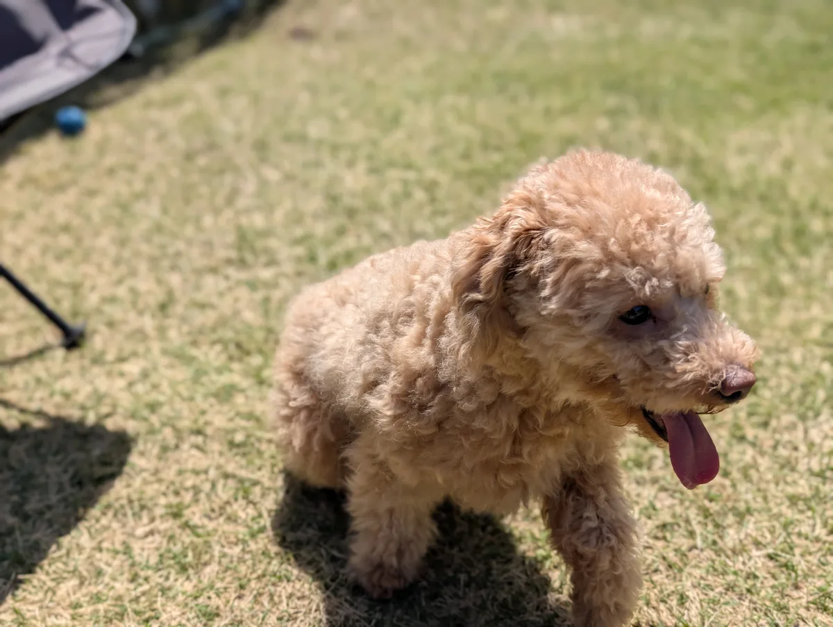 毛がモコモコのトイプードルのレオン