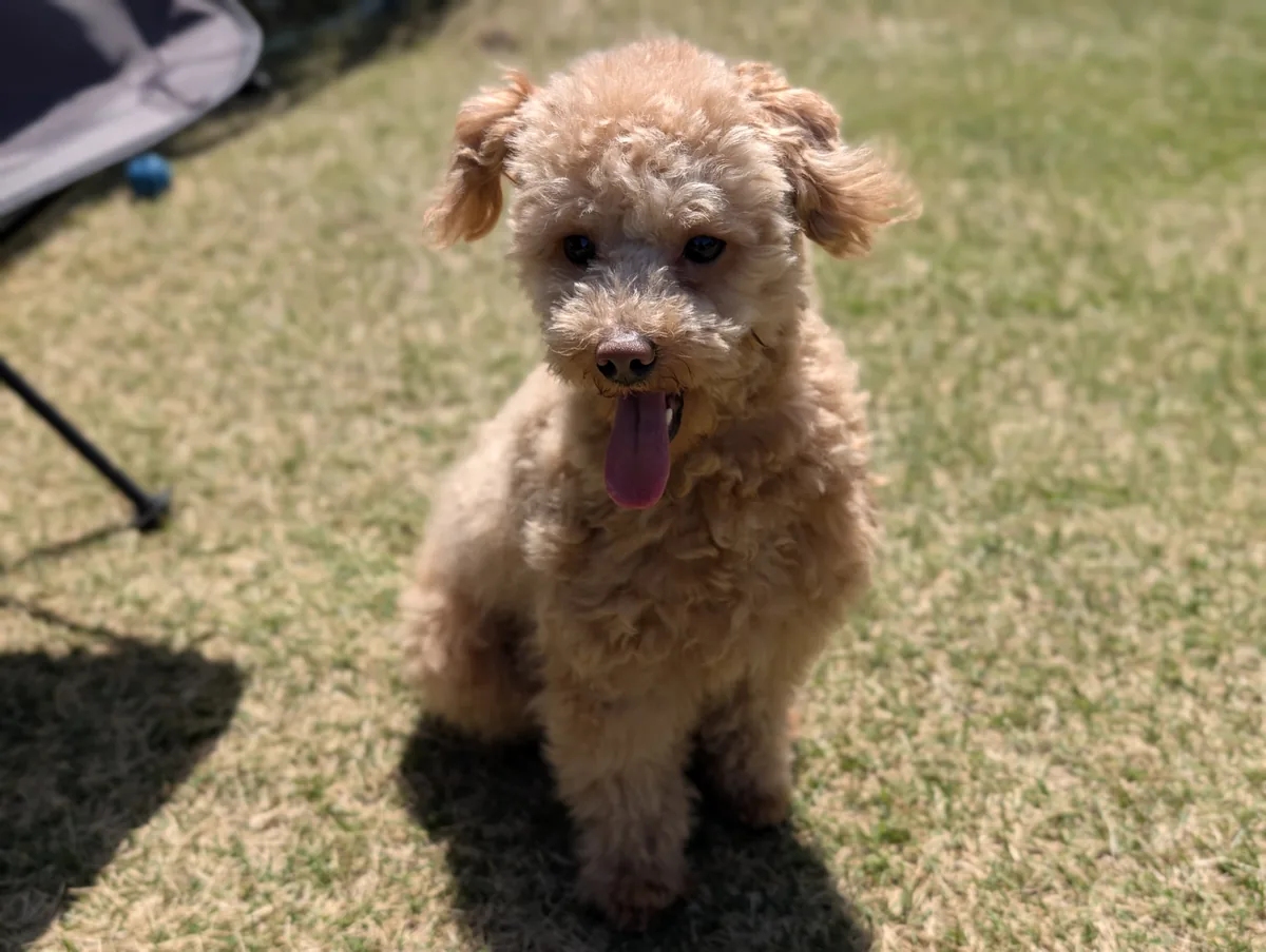 カーリーコートのトイプードルのレオン