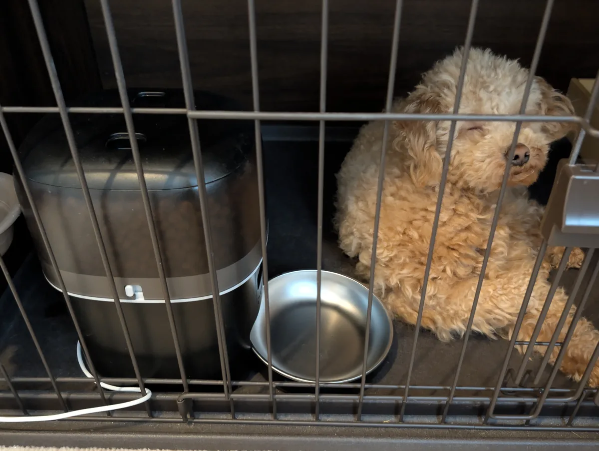 ケージの中で眠るトイプードルのレオン