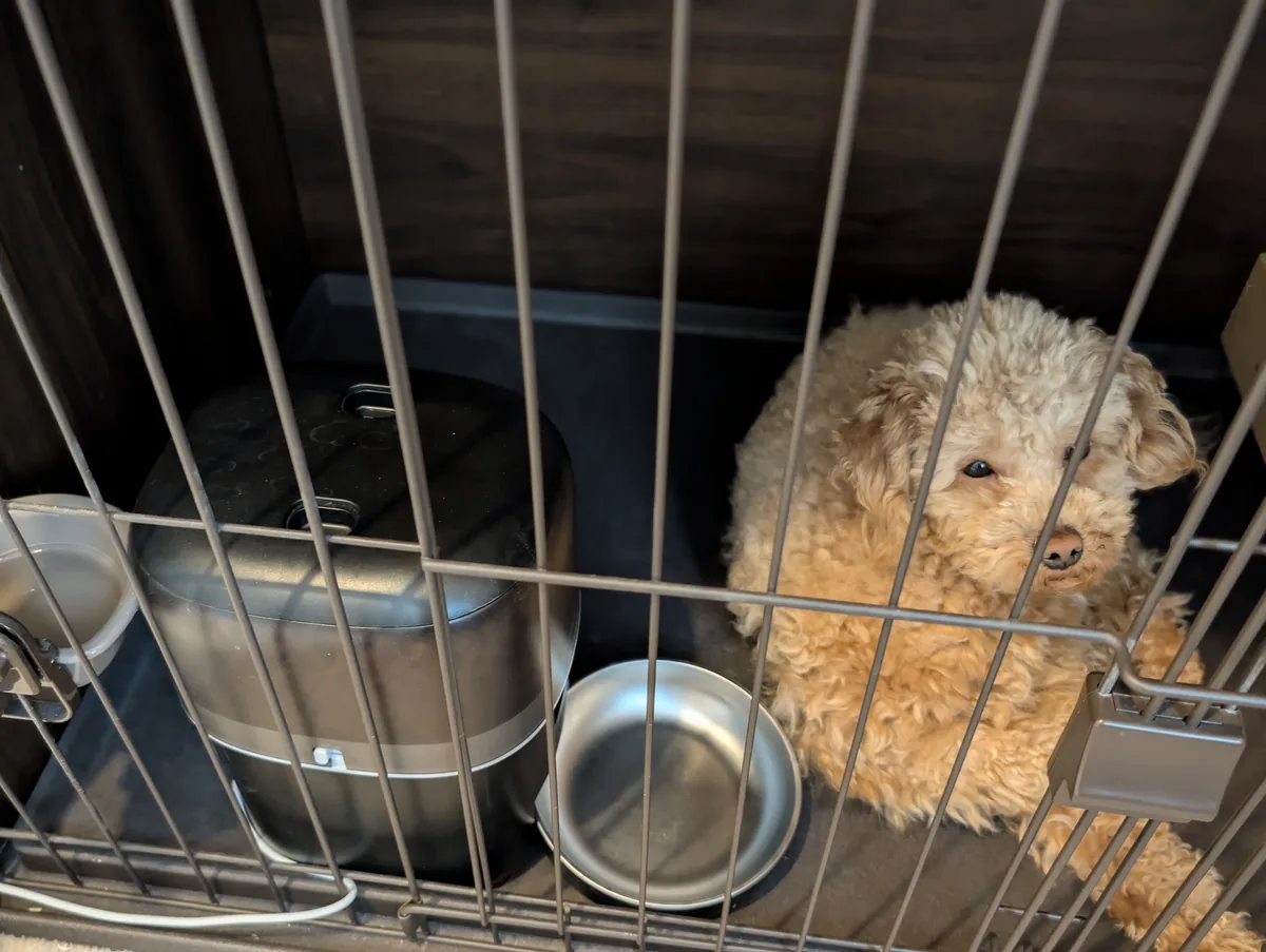 ケージの中でくつろぐトイプードルのレオン