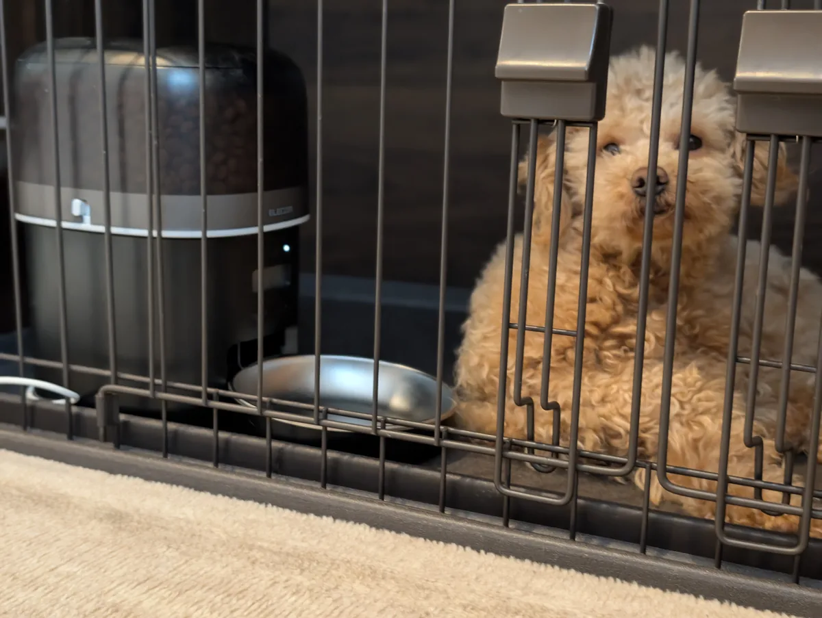 自動給餌器のあるケージで過ごすトイプードルのレオン