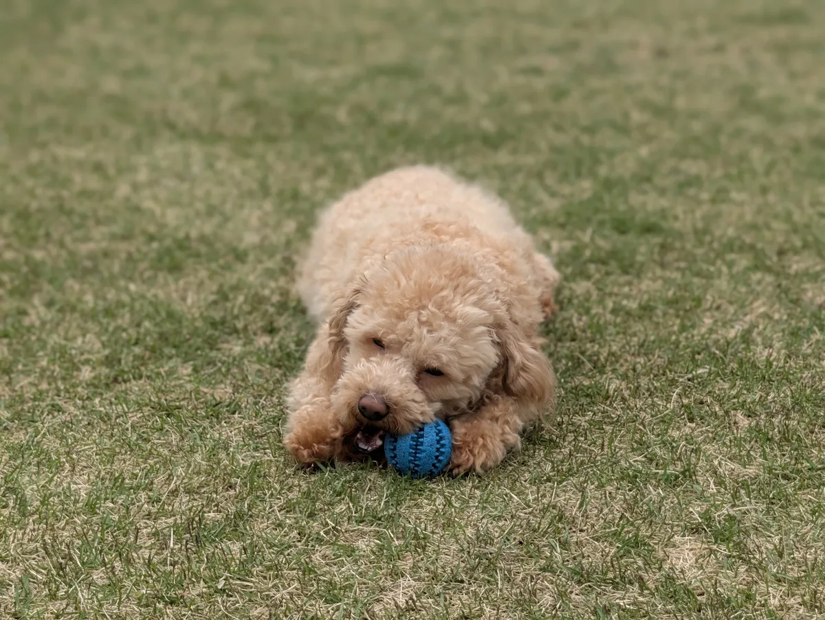 夕方の涼しい時間に散歩を楽しむトイプードル