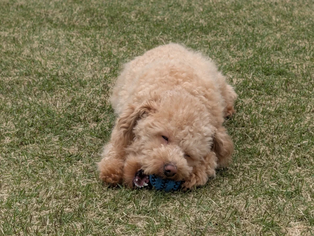芝生でおもちゃで遊ぶ元気なトイプードル