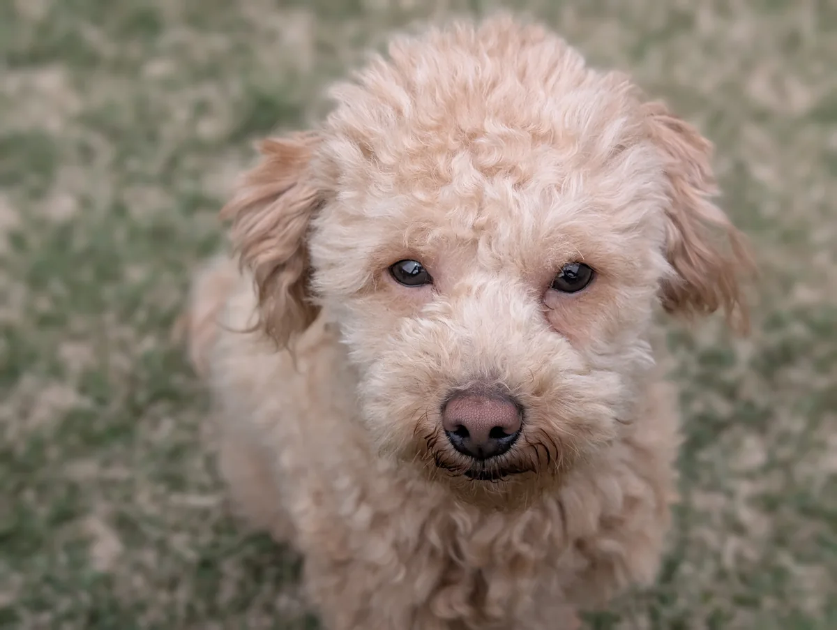 上目遣いの無邪気なトイプードルのレオン