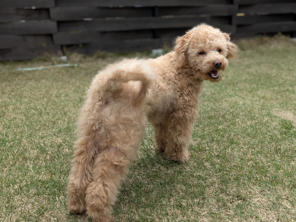 芝生の上で立つトイプードルのレオン