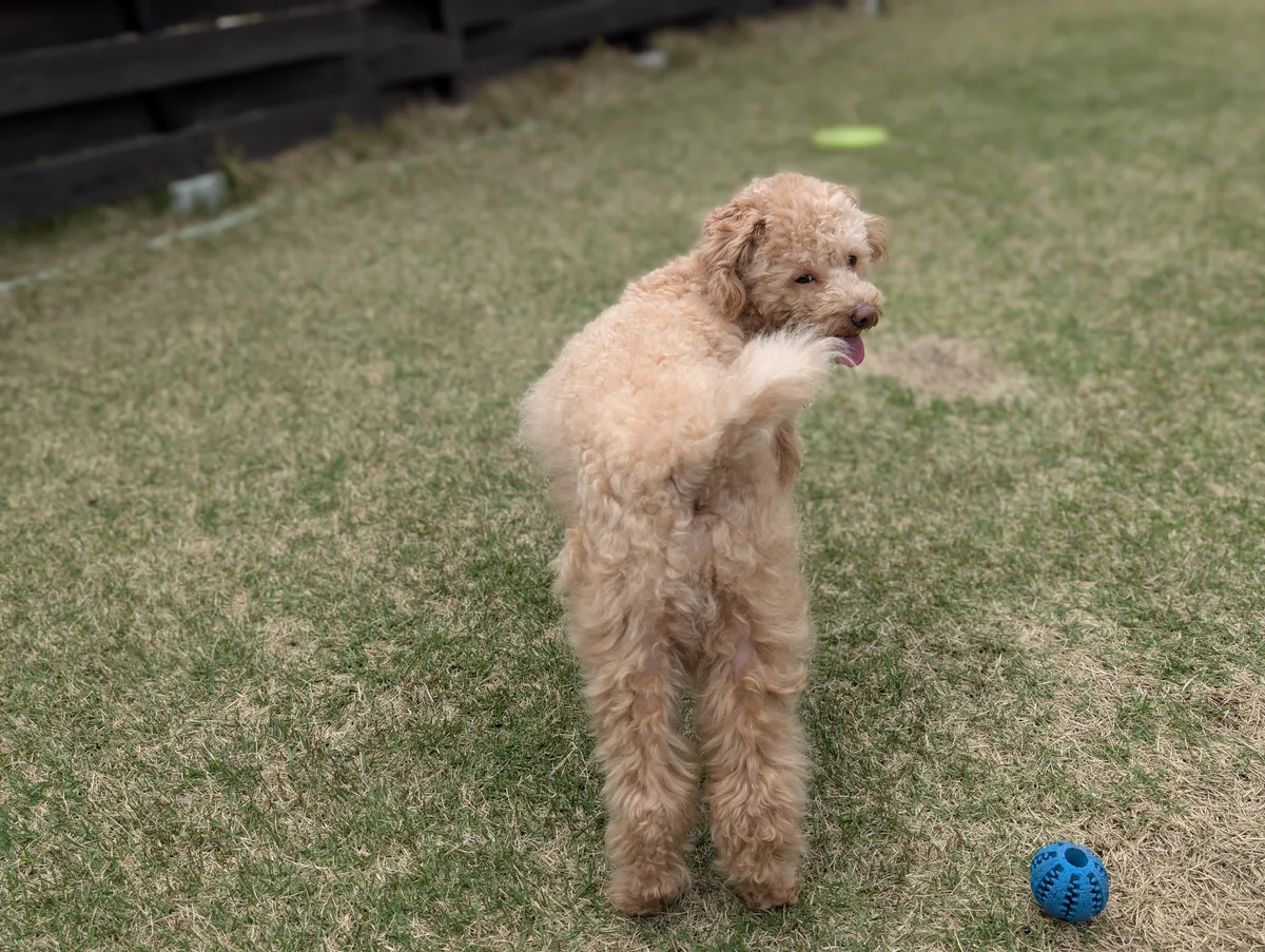 芝生の上に立って遠くを見るトイプードル