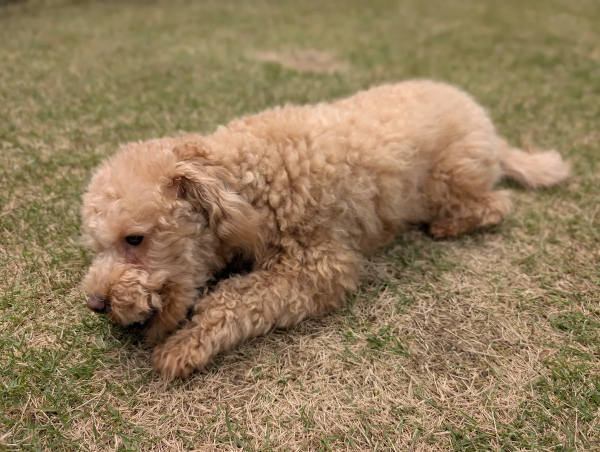 トイプードルのレオンと関節サプリ選び