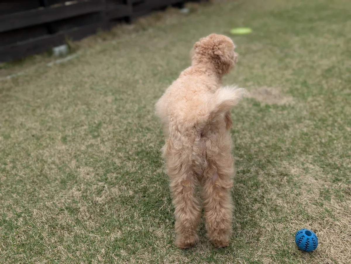 芝生で遊ぶトイプードルのレオン