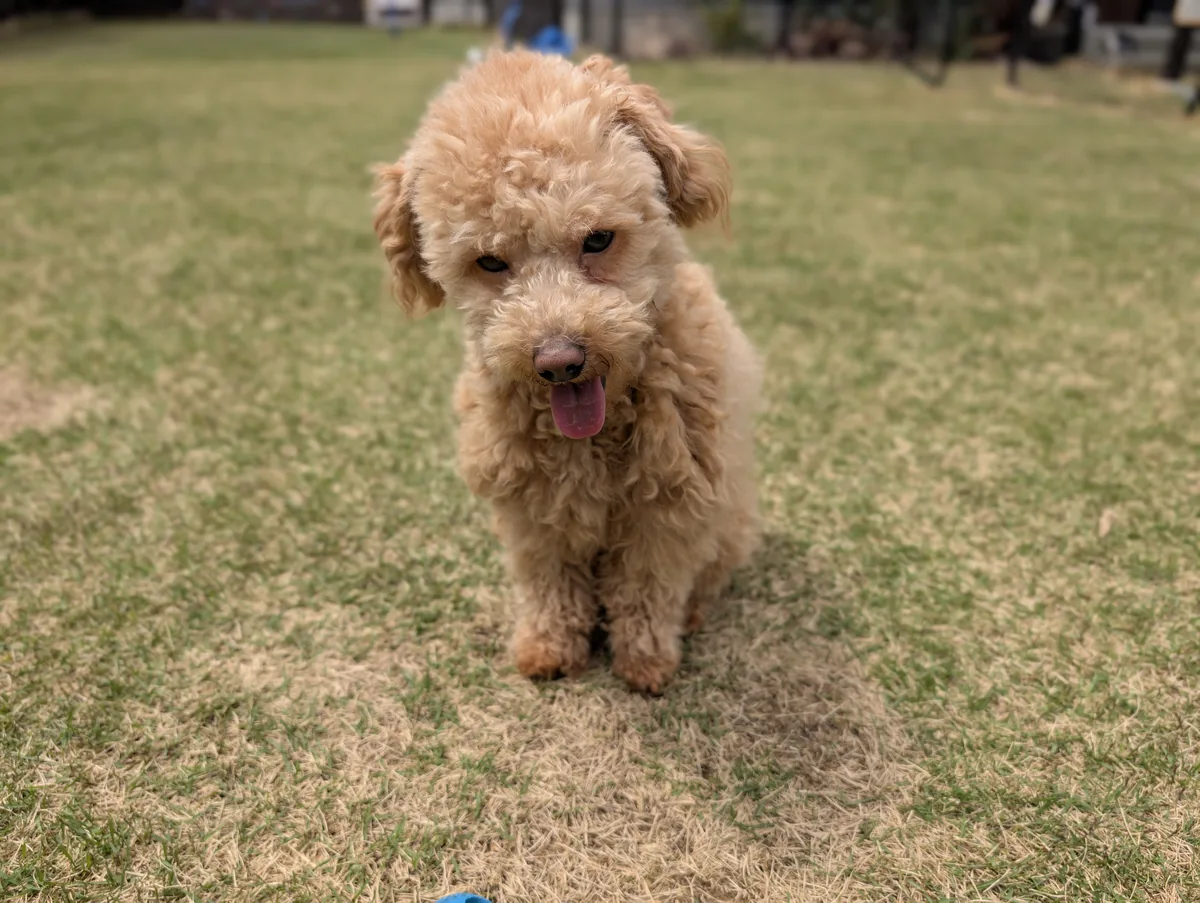 草原で舌を出して元気なトイプードルのレオン