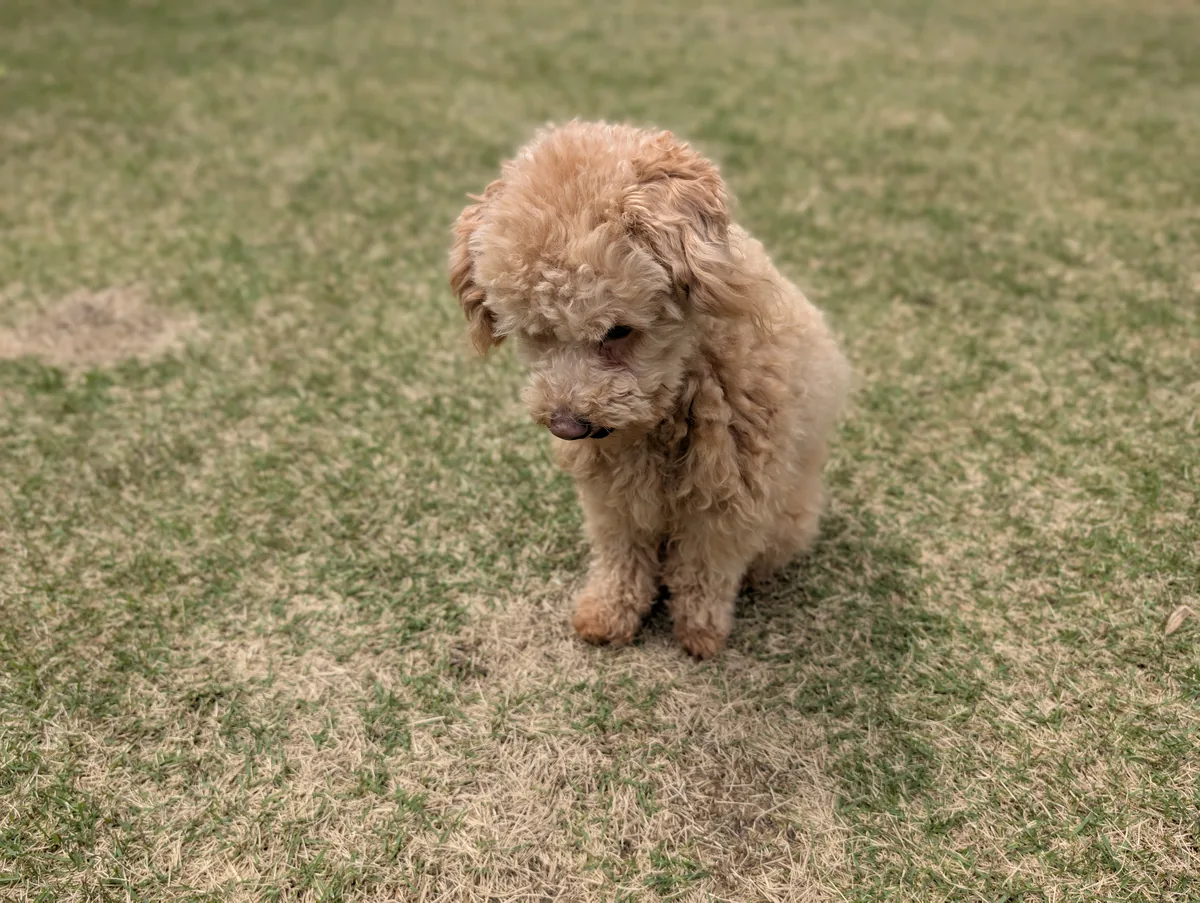 お散歩を楽しむトイプードルのレオン