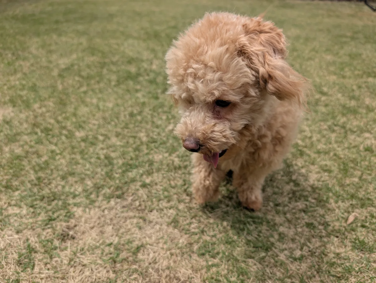 トイプードルのレオン