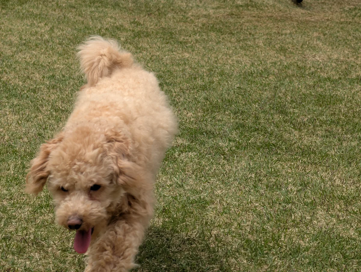 お散歩を楽しむトイプードルのレオン