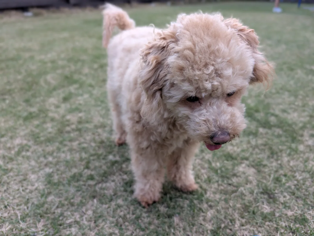 ドッグランで笑顔を見せるトイプードルのレオン