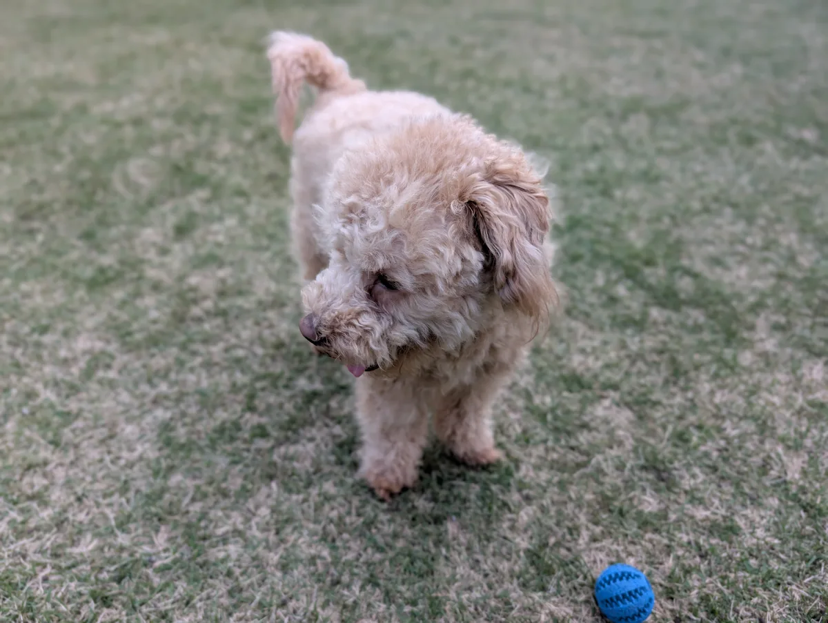 ボールを見る子犬期のレオン