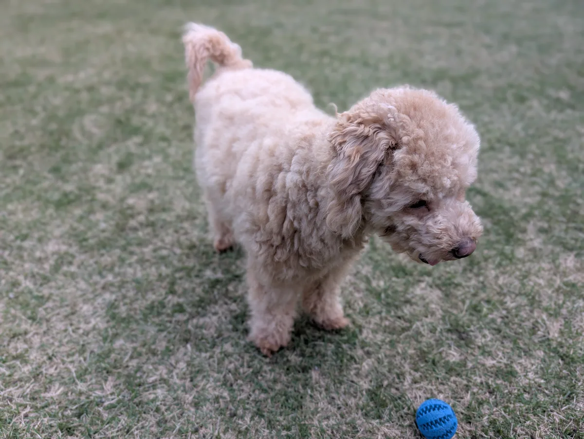 芝生で青いボールを追いかけるトイプードルのレオン