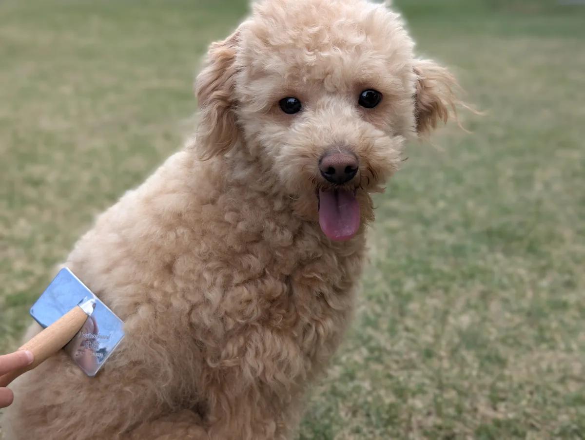 ブラッシング後にベロを出してリラックスしているトイプードルのレオン