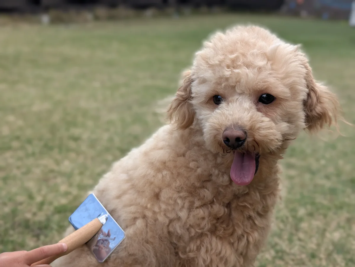 スリッカーブラシでブラッシングされるトイプードルのレオン